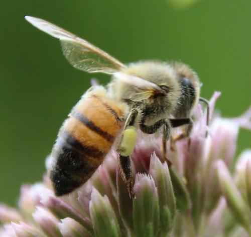Apis mellifera